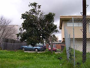 DaysLikeThese/A Daily Photo Project:August 8th, 2003-Today