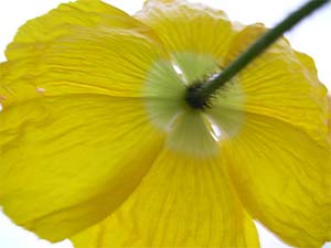 DaysLikeThese/A Daily Photo Project:August 8th, 2003-Today