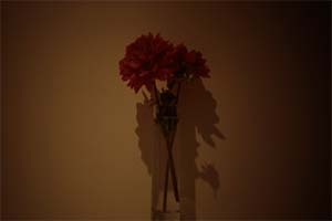 DaysLikeThese/A Daily Photo Project:August 8th, 2003-Today
