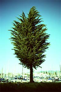 DaysLikeThese/A Daily Photo Project:August 8th, 2003-Today